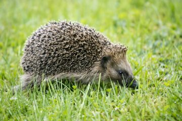 jeż w ogrodzie, domek dla jeża, naturalne schronienie dla dzikich zwierząt